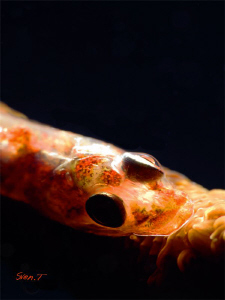 Whip coral goby by Sven Tramaux 